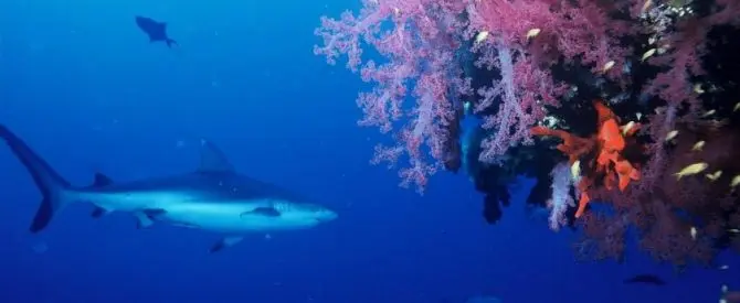Tubarão perto de recife de corais