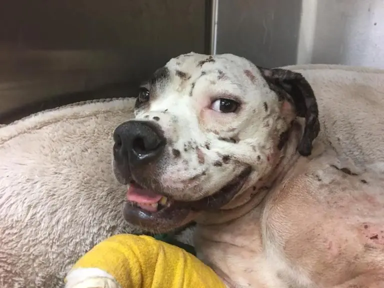 Sorriso de cão após resgate