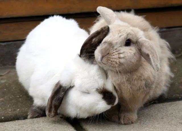 Proximidade e carinho entre os dois coelhos