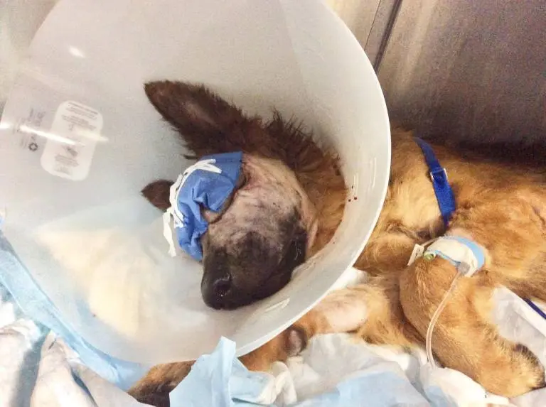Cão recebe tratamento após crueldade