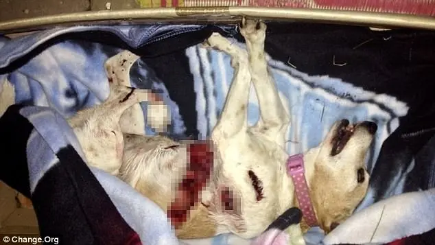 A cadela Honey foi torturada até a morte