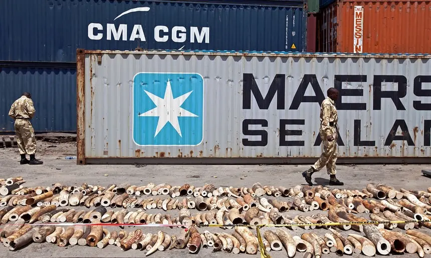 Um container com marfim no Quênia em 2013