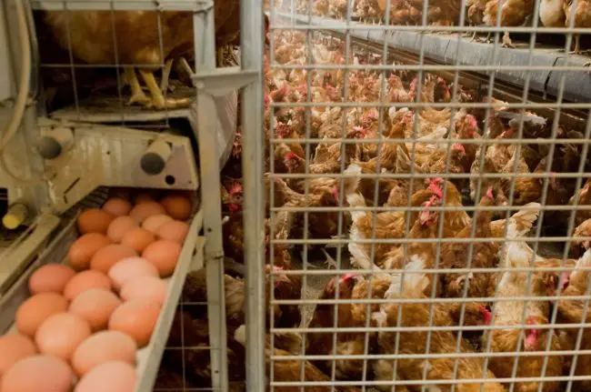 Galinhas abusadas pela indústria de ovos