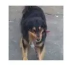 Cão está desaparecido na região do Butantã (SP)