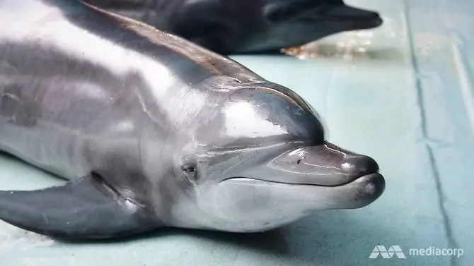 Golfinhos são mantidos famintos para realizar truques