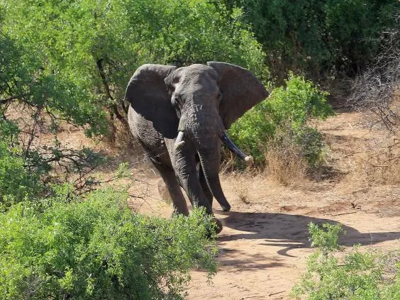Um dos canais mostra um elefante sendo baleado