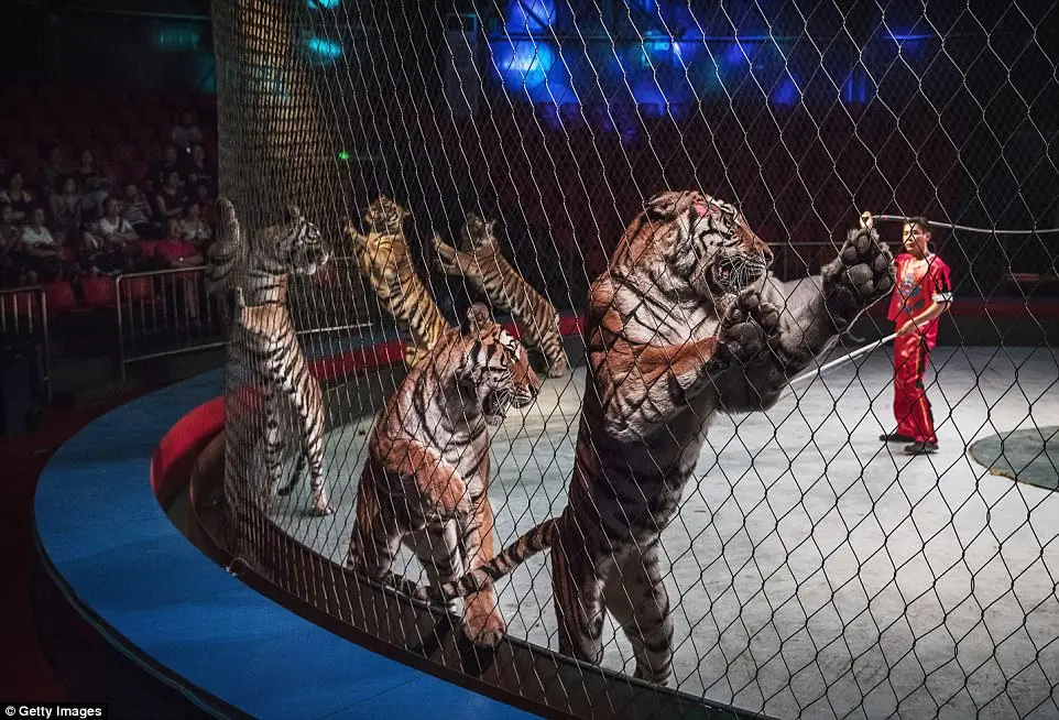 Tigres em show de circo