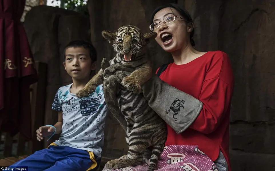 Bebê tigre forçado a posar para fotos com visitantes