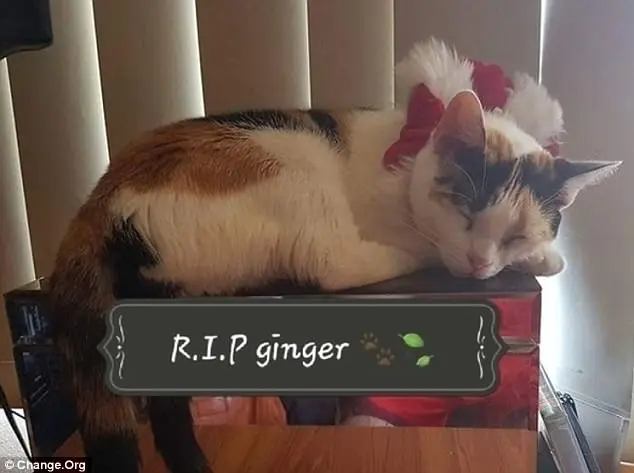 A amada gata Ginger antes de ser brutalmente morta