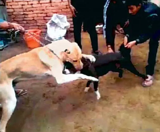 Cães forçados a lutar um contra o outro