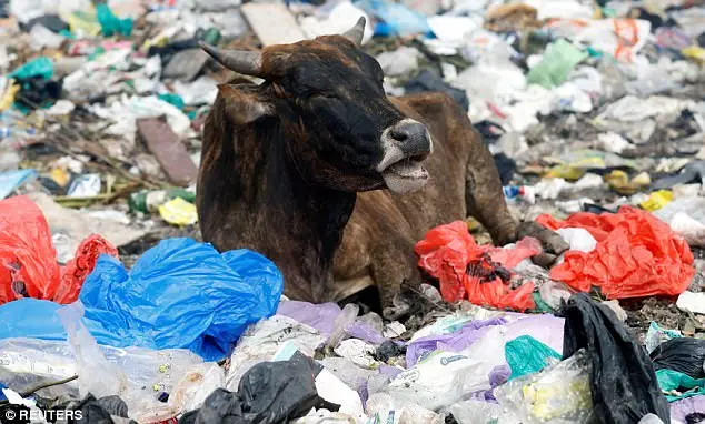 Vaca deitada sobre sacos plásticos