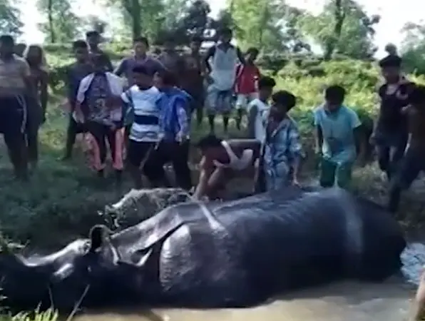 Rinoceronte ficou preso na lama após inunda