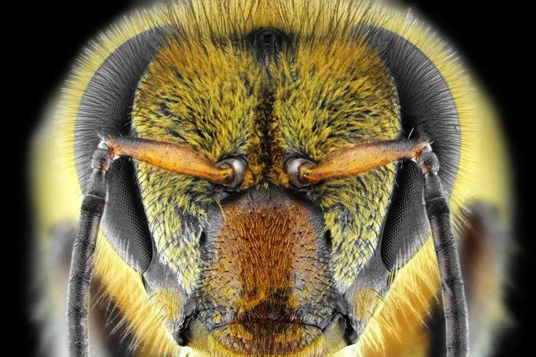 Apesar dos cérebros pequenos, abelhas são um dos poucos animais que entendem o conceito de zero