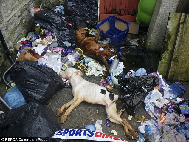 Corpos dos cães jogados no lixo
