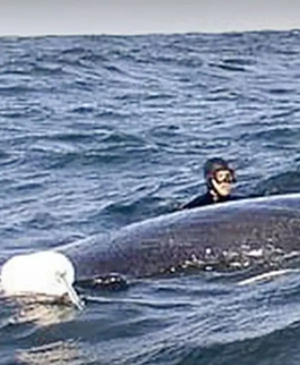 Mergulhadores conseguiram libertar baleia me perigo