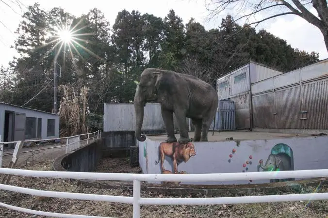 Miyako é mantida isolada há 44 anos em zoo