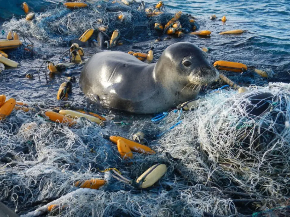 Poluição plástica mata inúmeros animais marinhos