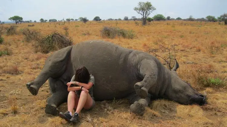 Lynne MacTavish chora depois de encontrar rinoceronte morto