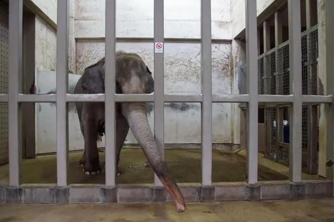 A elefanta Sunny vive isolada há 28 anos