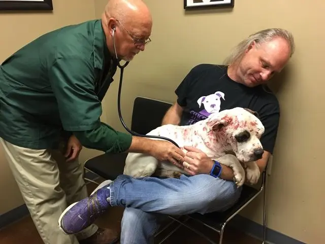Cão recebe cuidados veterinários