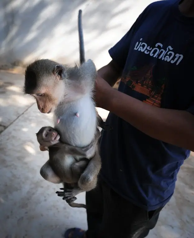 Bebê macaco tenta se agarrar à mãe