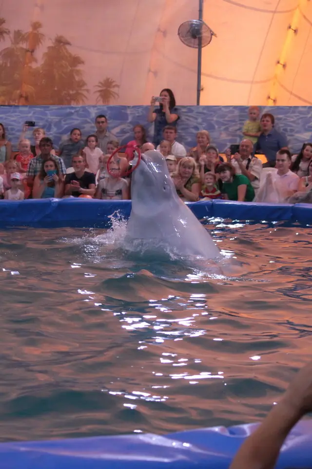 Beluga executa truque na piscina