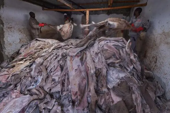 Trabalhadores seguram peles de burro em um matadouro licenciado no Quênia