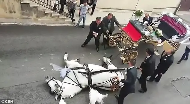 Cavalo desmaiado na rua