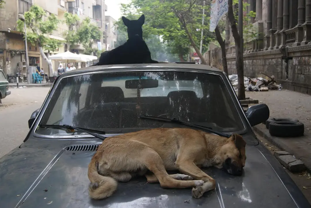 Governador planeja castrar animais abandonados. Crédito: Egyptianstreets.com