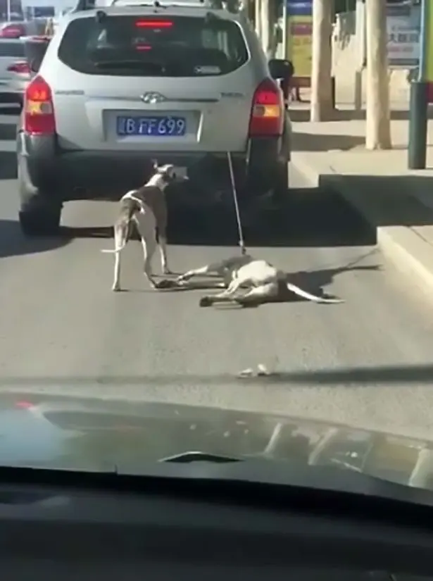 Cães arrastados pelo carro