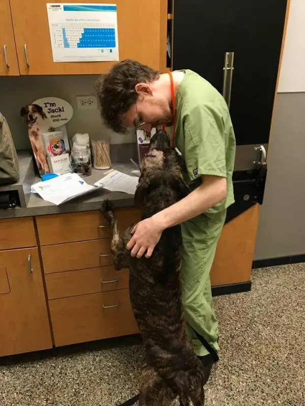 Cão com veterinário