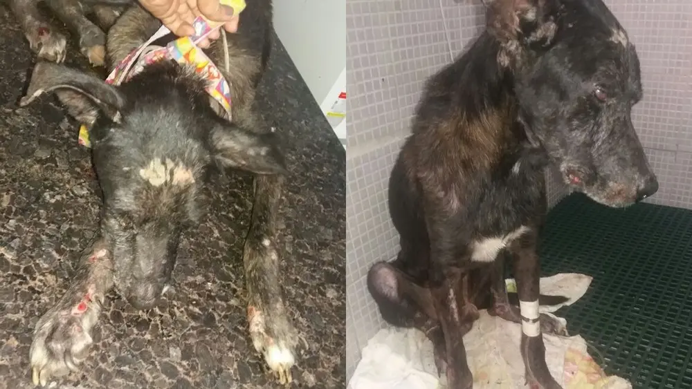 Cachorro 'Guerreiro' ficou desnutrido e com feridas após ser desenterrado, na PB; cão passou pelo menos três dias tomando soro 