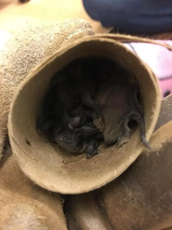 Morcegos resgatados