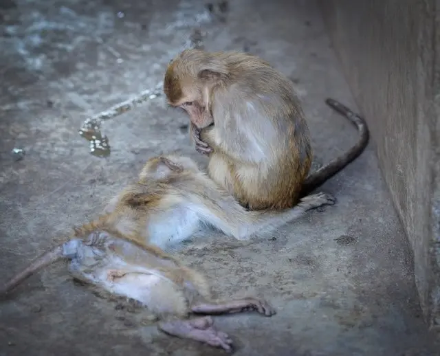 Macaco lamenta morte de amigo em fazenda
