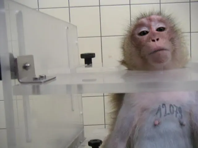 Macaco é torturado em laboratório de pesquisa