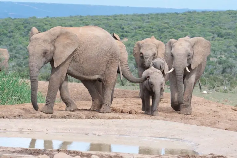 Grupo de elefantes