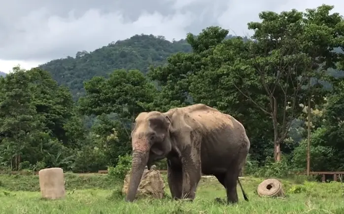 Elefanta explorada pela indústria madeireira