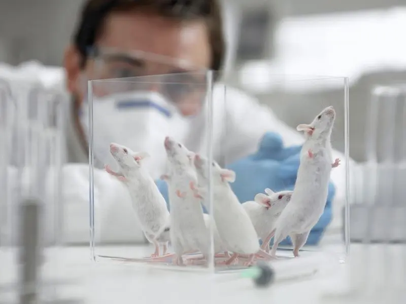 Pesquisador observa camundongos em laboratório