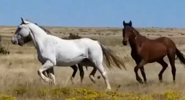 Cavalos saboreiam a liberdade