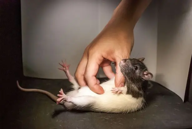 Rato explorado em experimentos