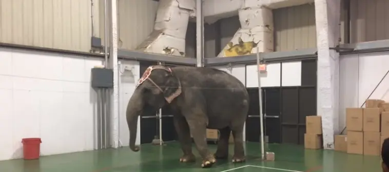 Elefante em apresentação de circo