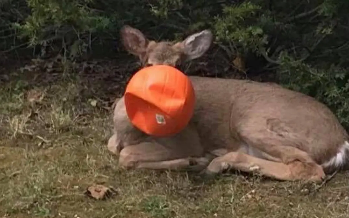 cervo preso a balde de plástico é socorrido