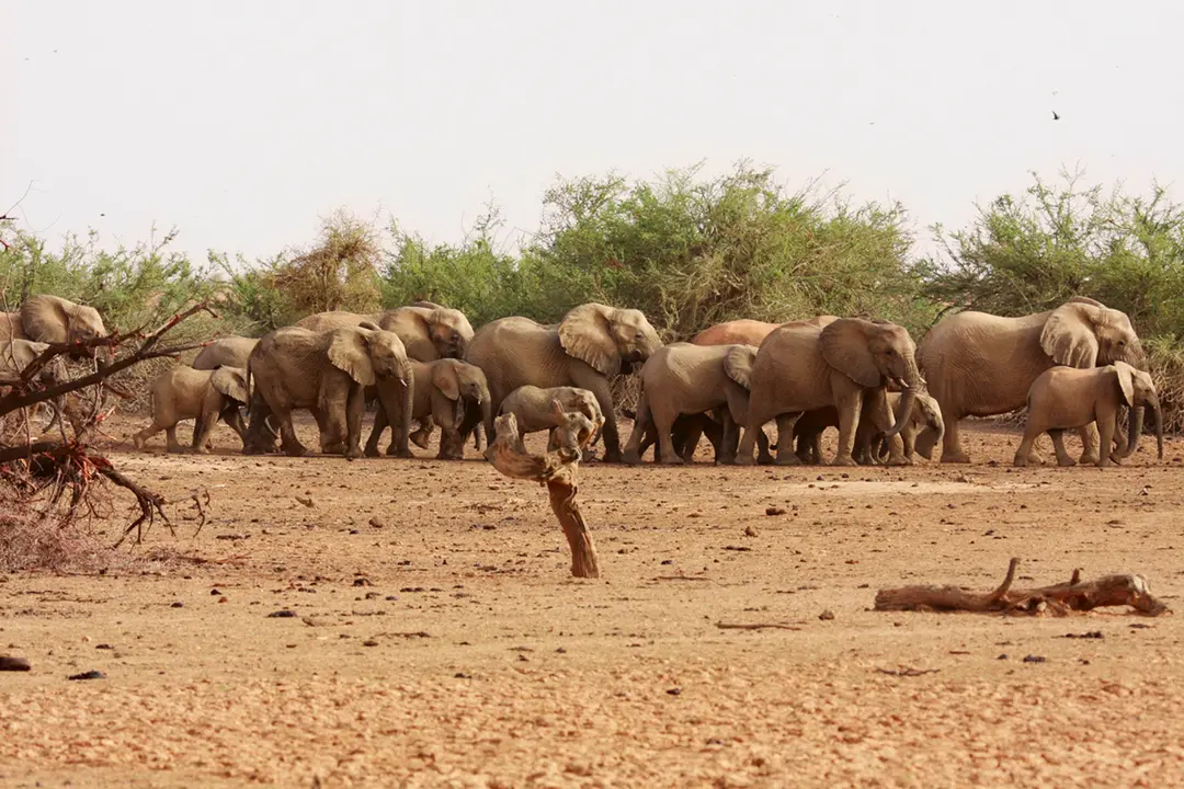 elefantes atravessam o deserto em busca de água e comida