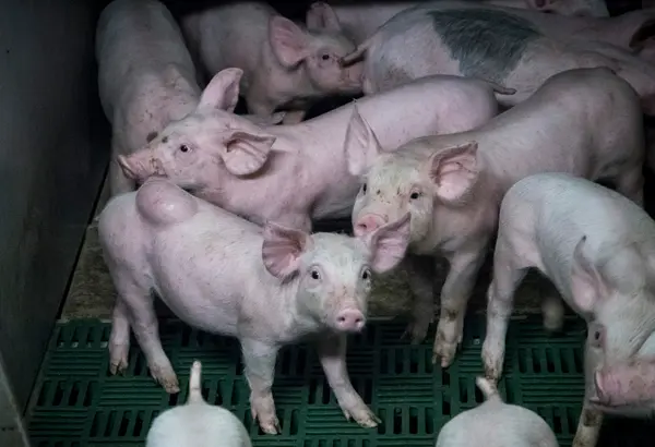 Porcos doentes são misturados com os outros