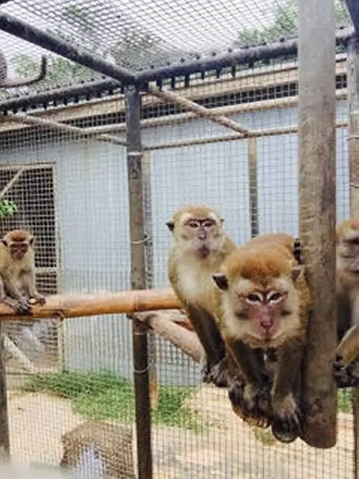 Macacos em prisão do parque