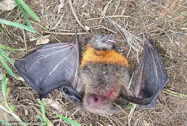 Corpo de morcego