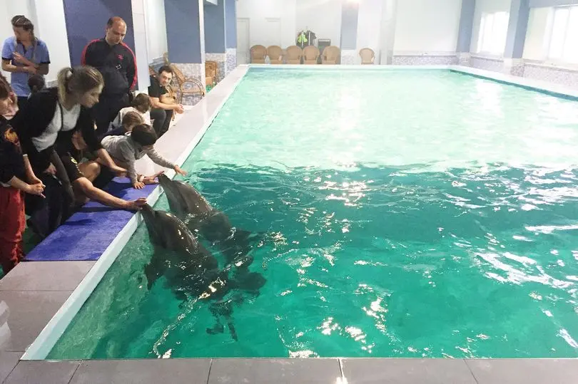 Golfinhos em piscina de hotel