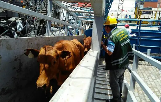 Bois sendo embarcados em navio para serem levados à Turquia (Foto: Carlos Nogueira/AT)