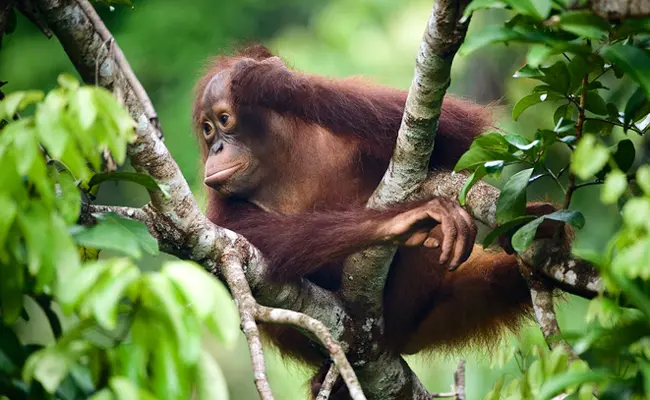 Em apenas 16 anos a população de orangotangos em Bornéu diminuiu.