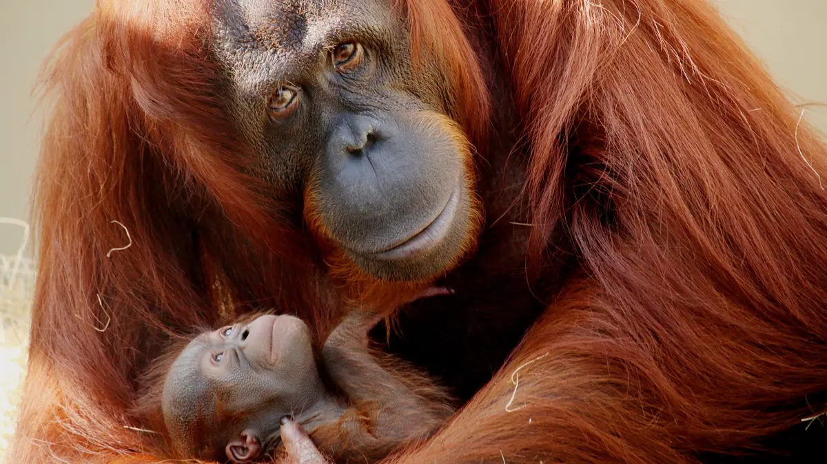 A caça e a destruição do habitat é uma das causas de morte dos orangotangos.